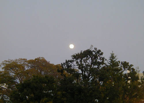 ●ムーンゴッタ・2012年11月_d0053294_1331719.jpg