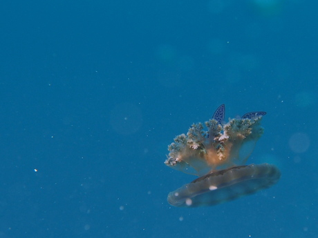 a0201201_12163721.jpg