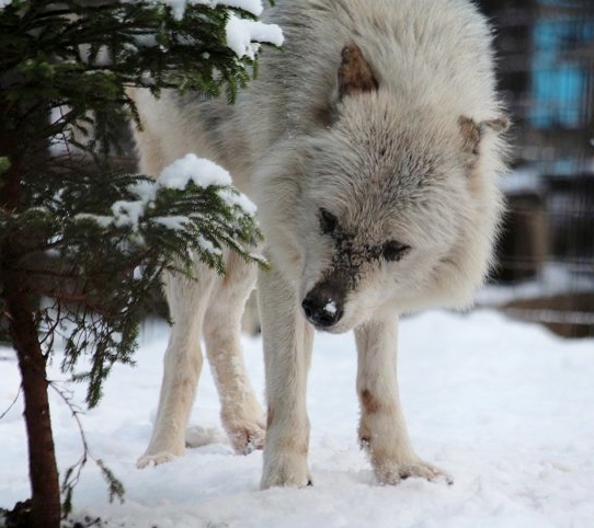 キナコ、元気です♪_c0155902_20223775.jpg