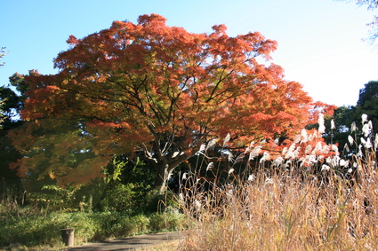 すみればの紅葉情報_b0049307_14324538.jpg
