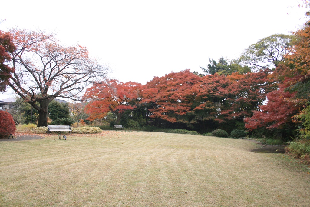 すみればの紅葉情報_b0049307_14355220.jpg