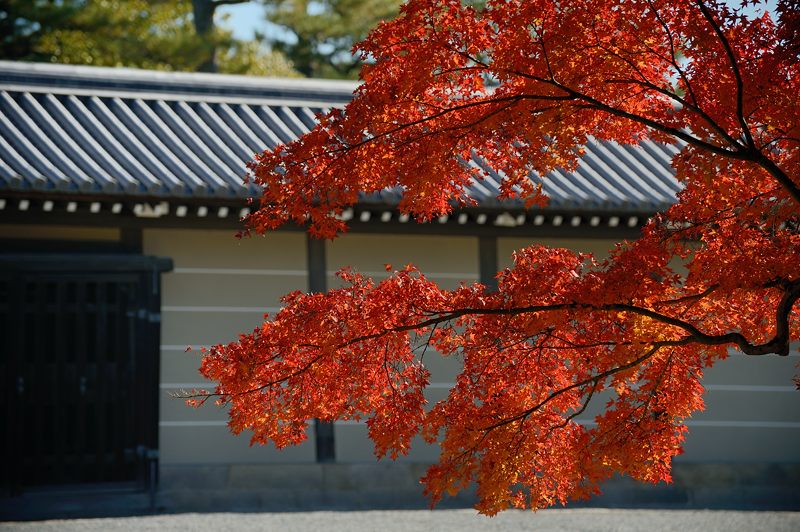  2012京都の紅葉・御所　其の二_f0032011_19333585.jpg