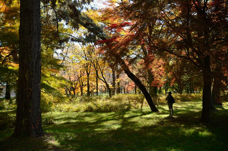  2012京都の紅葉・御所　其の二_f0032011_19342542.jpg