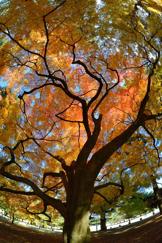  2012京都の紅葉・御所　其の二_f0032011_19343554.jpg