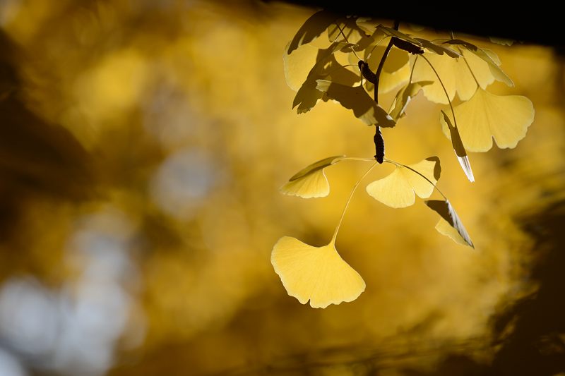  2012京都の紅葉・御所　其の二_f0032011_19354491.jpg