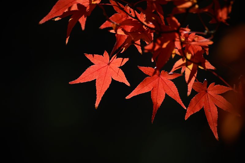  2012京都の紅葉・御所　其の二_f0032011_19362380.jpg