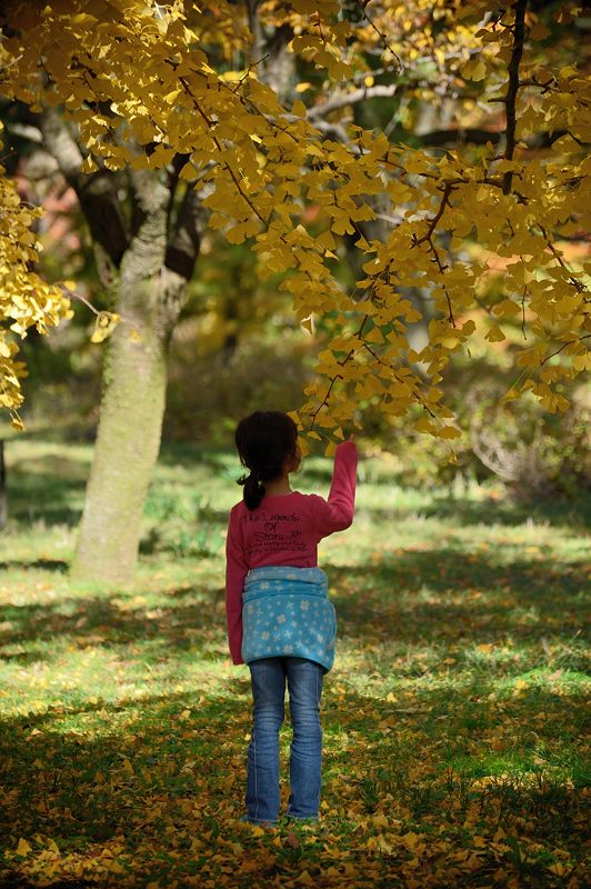  2012京都の紅葉・御所　其の二_f0032011_19364100.jpg