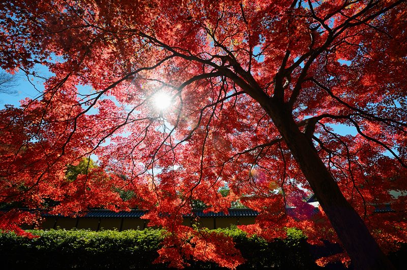  2012京都の紅葉・御所　其の二_f0032011_19381717.jpg