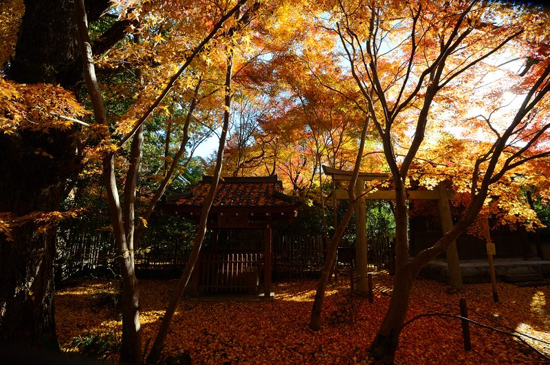 2012京都の紅葉・蓮花寺_f0032011_2024261.jpg