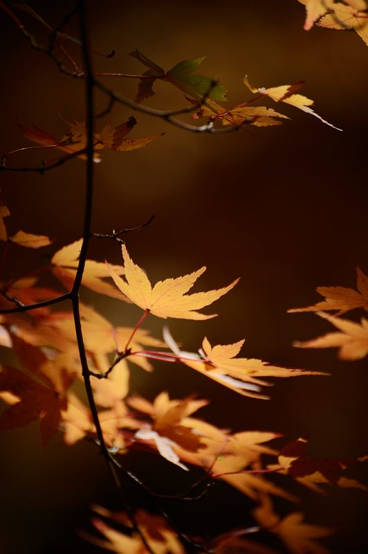 2012京都の紅葉・蓮花寺_f0032011_20243594.jpg