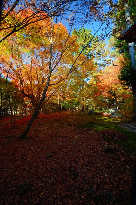 2012京都の紅葉・蓮花寺_f0032011_20273781.jpg