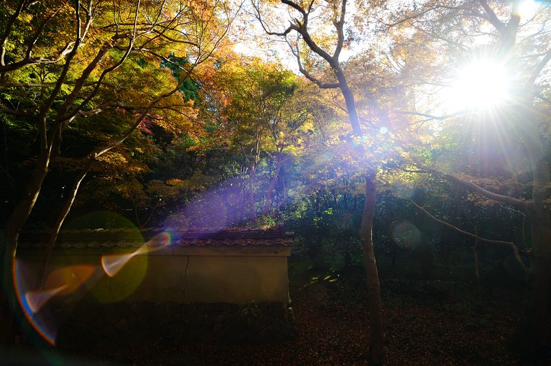 2012京都の紅葉・蓮花寺_f0032011_2029418.jpg