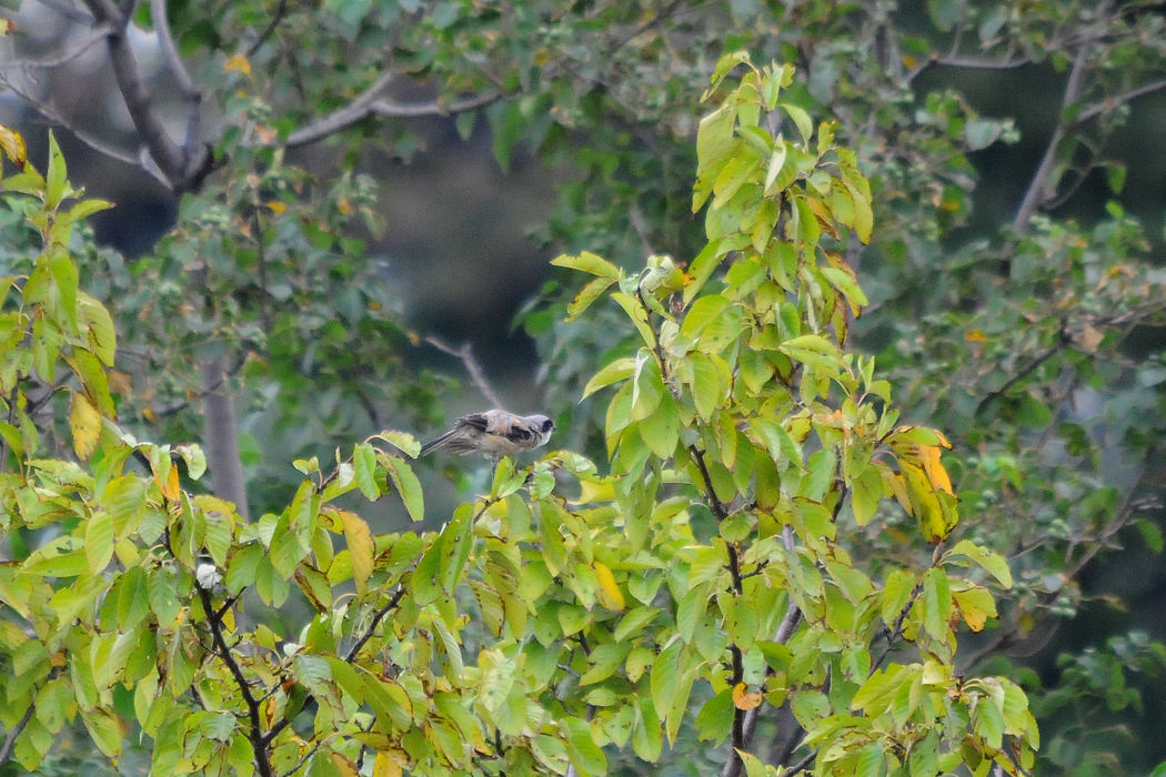 タカサゴモズ_a0189912_22562070.jpg