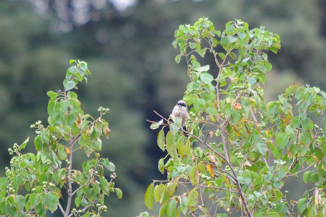 タカサゴモズ_a0189912_2257138.jpg