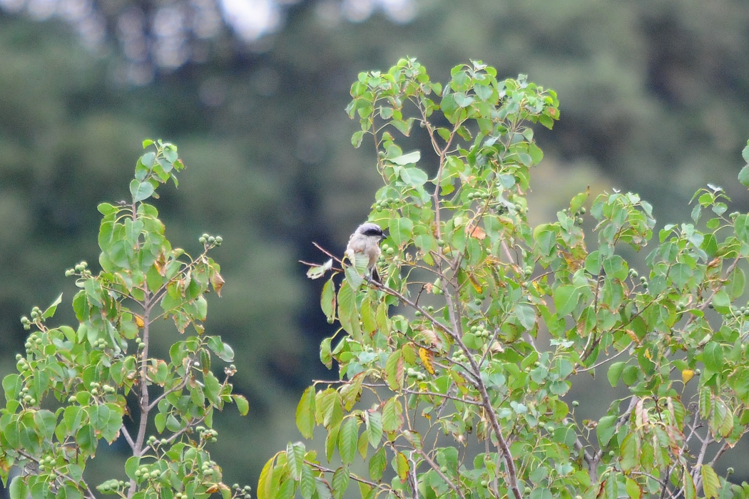 タカサゴモズ_a0189912_2257175.jpg