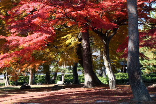 紅葉だより61　相国寺_e0048413_7583294.jpg