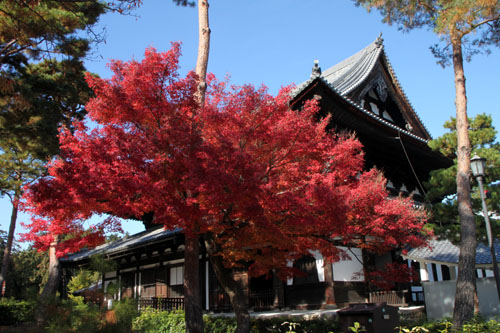 紅葉だより61　相国寺_e0048413_801732.jpg