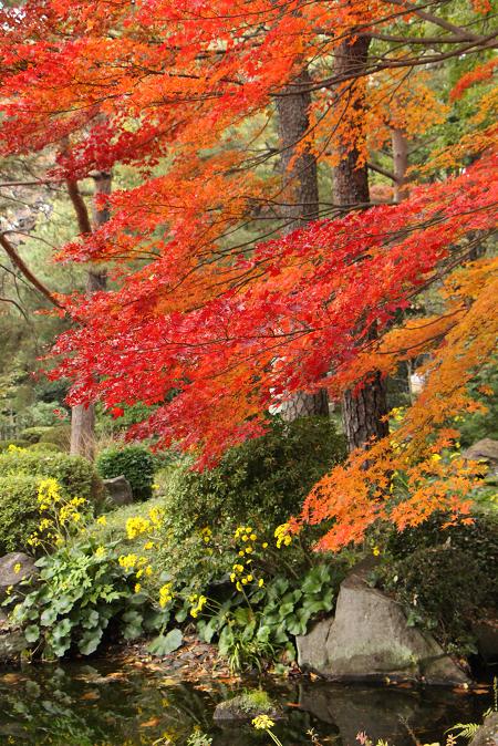 ’12年　大宮公園の紅葉_d0150720_8271177.jpg