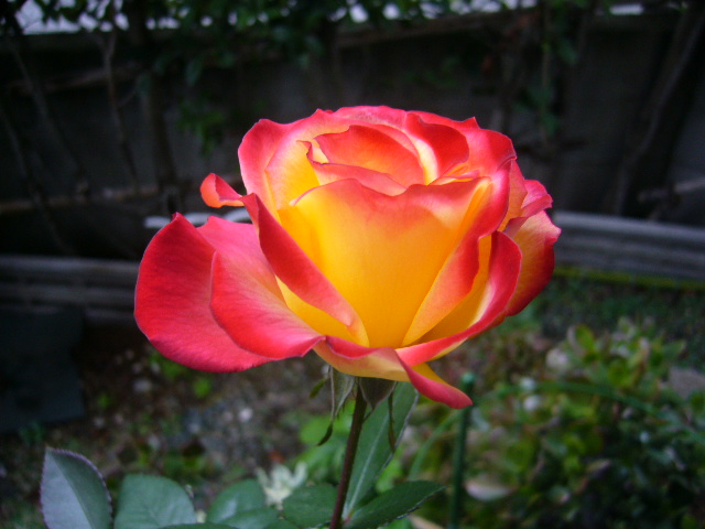 d0000324_11442059.jpg