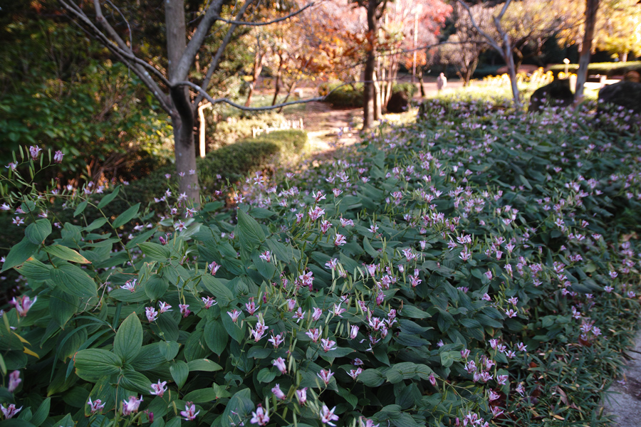 （前編の２）戸定邸の秋2012_c0223825_134195.jpg