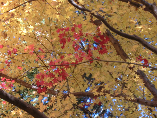 c0006826_1149183.jpg