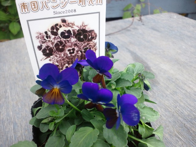 c0102228_95151.jpg