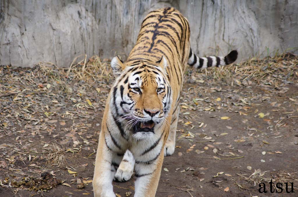 天王寺動物園-3_d0250840_1905715.jpg