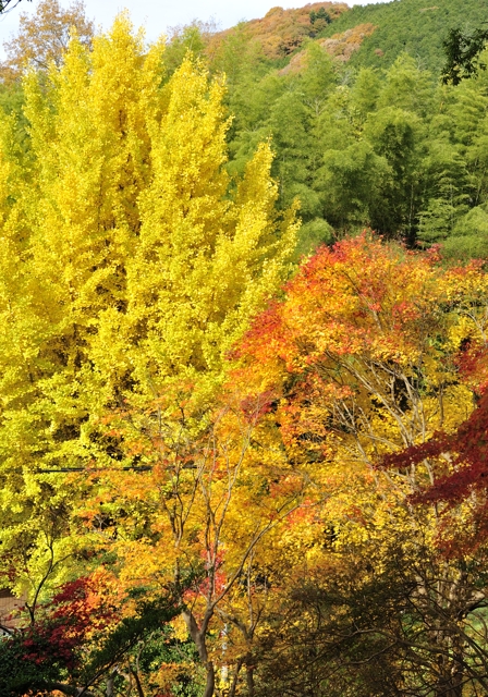 広島 尾関山公園の紅葉 気ままな時間を ゆったりと