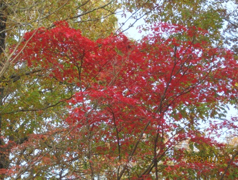 森林公園紅葉（４）_b0115553_1754988.jpg