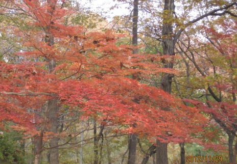 森林公園紅葉（４）_b0115553_17552646.jpg