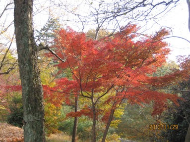 森林公園紅葉（５）_b0115553_23151067.jpg