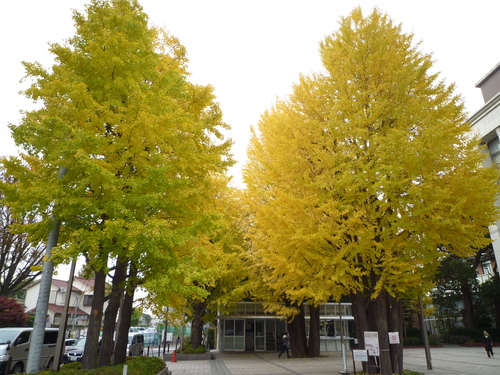 イチョウ並木_b0246953_1622878.jpg