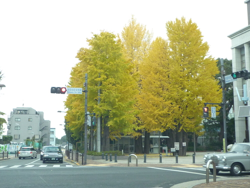 イチョウ並木_b0246953_16233372.jpg