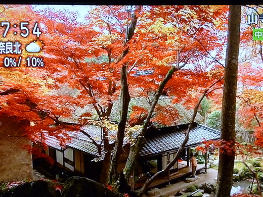 教林坊の紅葉のテレビ中継_d0231858_1732633.jpg