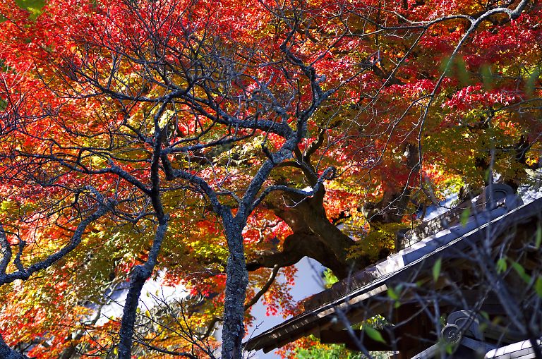 鎌倉　東慶寺(１１月２７日）_c0057265_311526.jpg