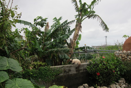 tanuko\'s territory._c0153966_16282963.jpg