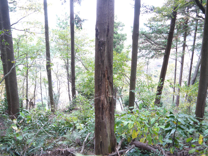スギ、あまりに無残：11・28六国見山森林公園臨時手入れ_c0014967_87575.jpg