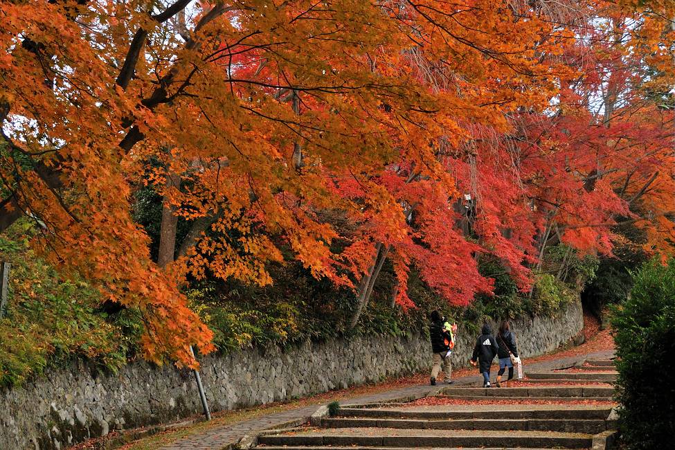 　　　　　　　　　朝の散歩道（3）11/25日撮影_b0223668_8133071.jpg