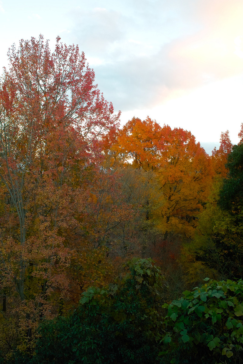 Foveon de 紅葉　2012 IN 万博公園_f0021869_2238546.jpg