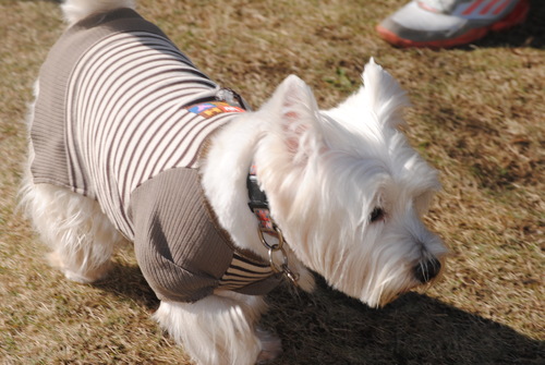 ♪ ダニエル 白犬さんわらわらユーカリへ～4th ♪  _b0242873_05411.jpg