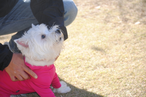 ♪ ダニエル 白犬さんわらわらユーカリへ～4th ♪  _b0242873_0620100.jpg