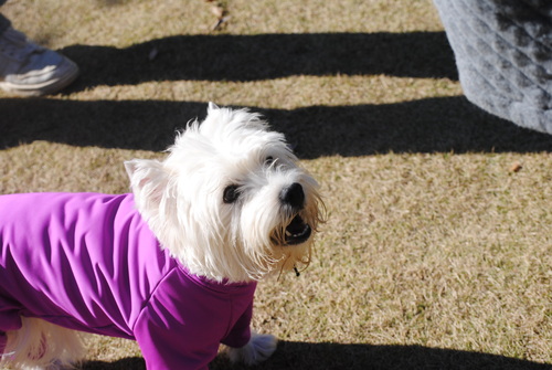 ♪ ダニエル 白犬さんわらわらユーカリへ～4th ♪  _b0242873_06819.jpg