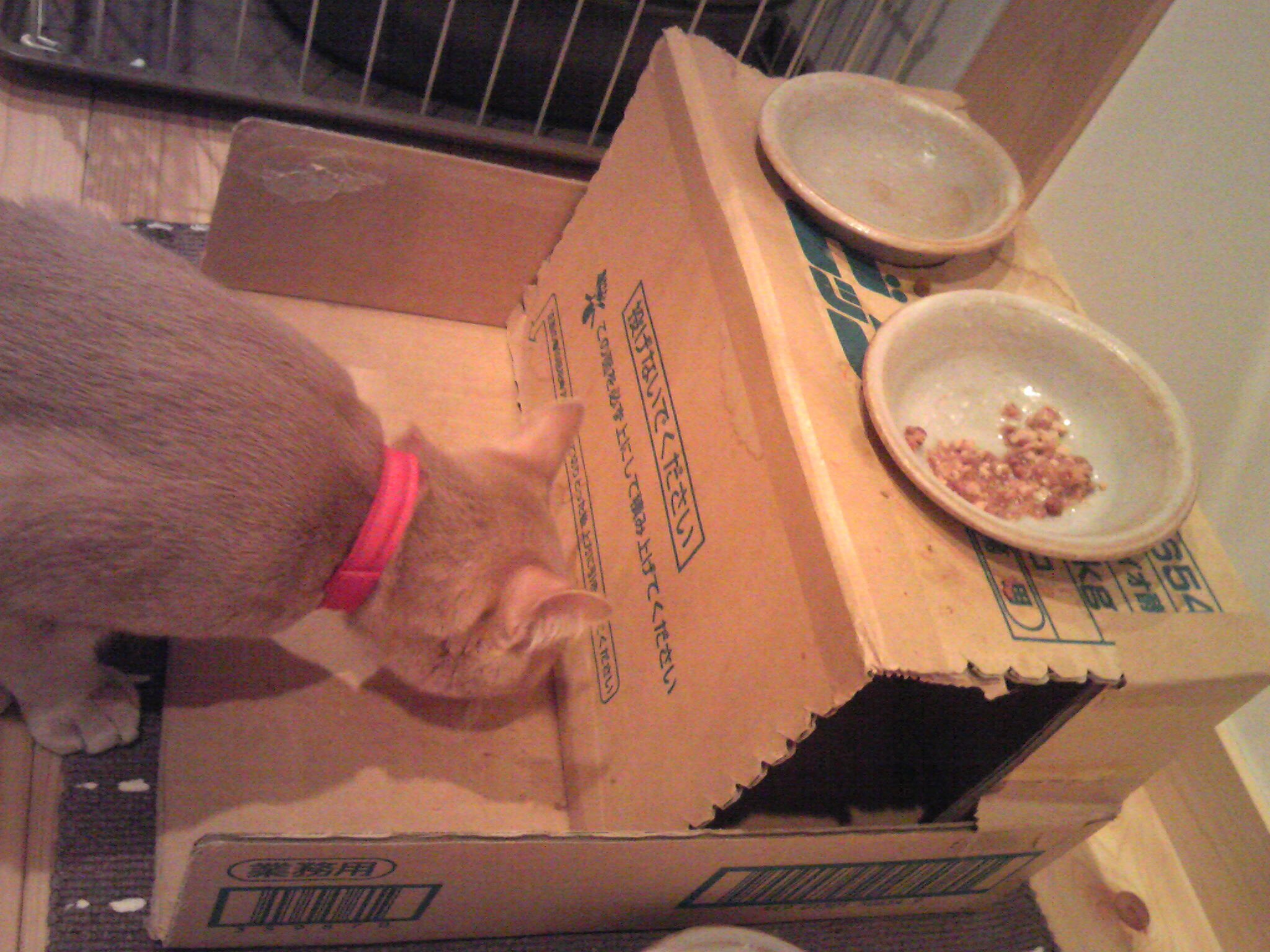 なぜか落として食べる_c0234975_10541411.jpg