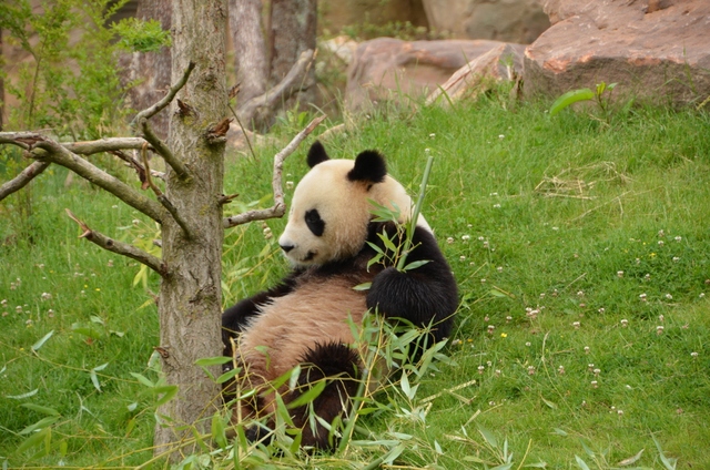 フランス旅行２０１２年春第４日目＠その５　ボバール動物園_a0052986_728388.jpg