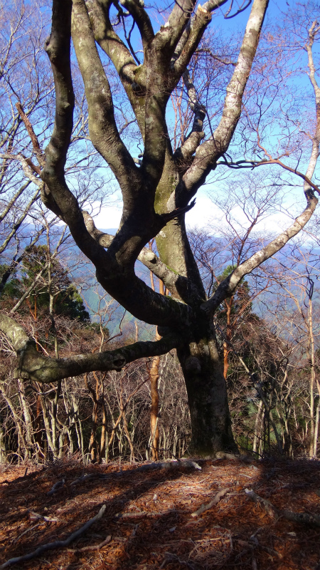 果無山脈ファストパッキング 2012/11/20-21_b0220886_1813936.jpg