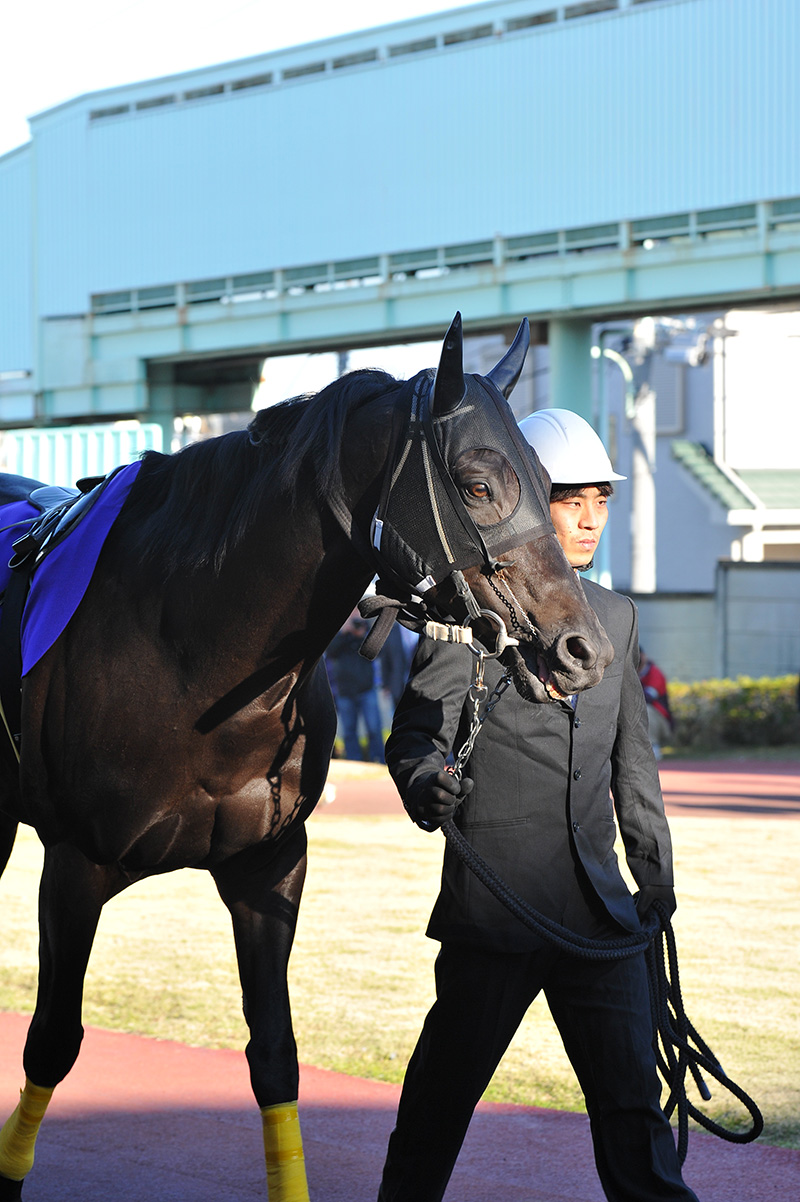 あれ グランシュヴァリエ 船橋を回避ですか 台湾破れかぶれ日記