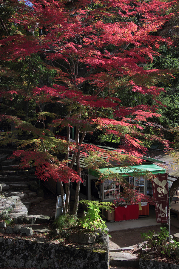 12.11.10：紅葉三昧④永源寺１_c0007190_1941777.jpg