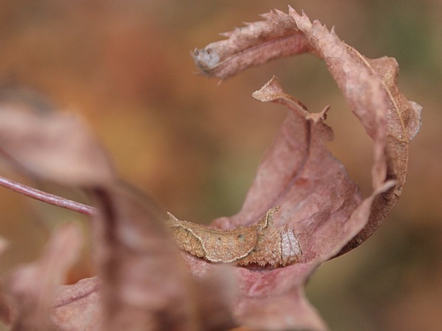 b0194593_857666.jpg
