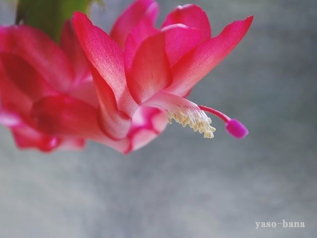 e0025300_17151029.jpg