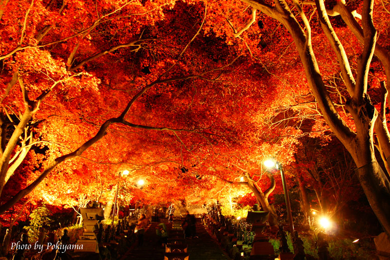 大山寺 紅葉ライトアップ ポキ山さんぽ